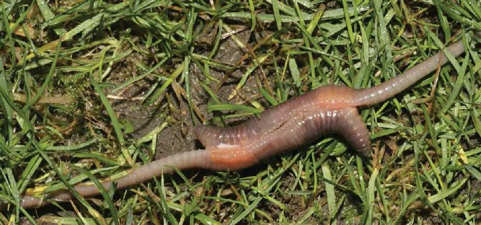 Дождевые черви - Lumbricus terrestris: чем и как они питаются