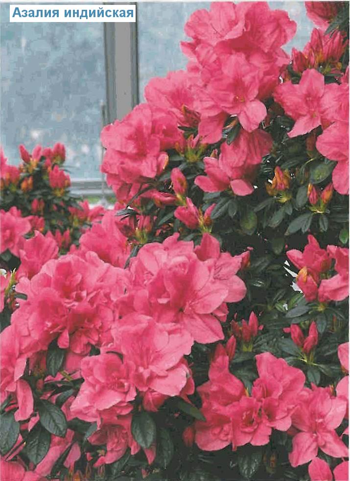   - Rhododendron simsii