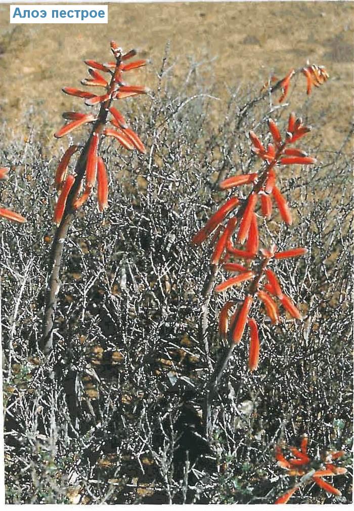   - Aloe variegata