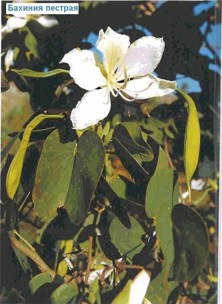   - Bauhinia variegata