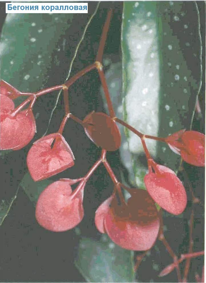   - Begonia corallina
