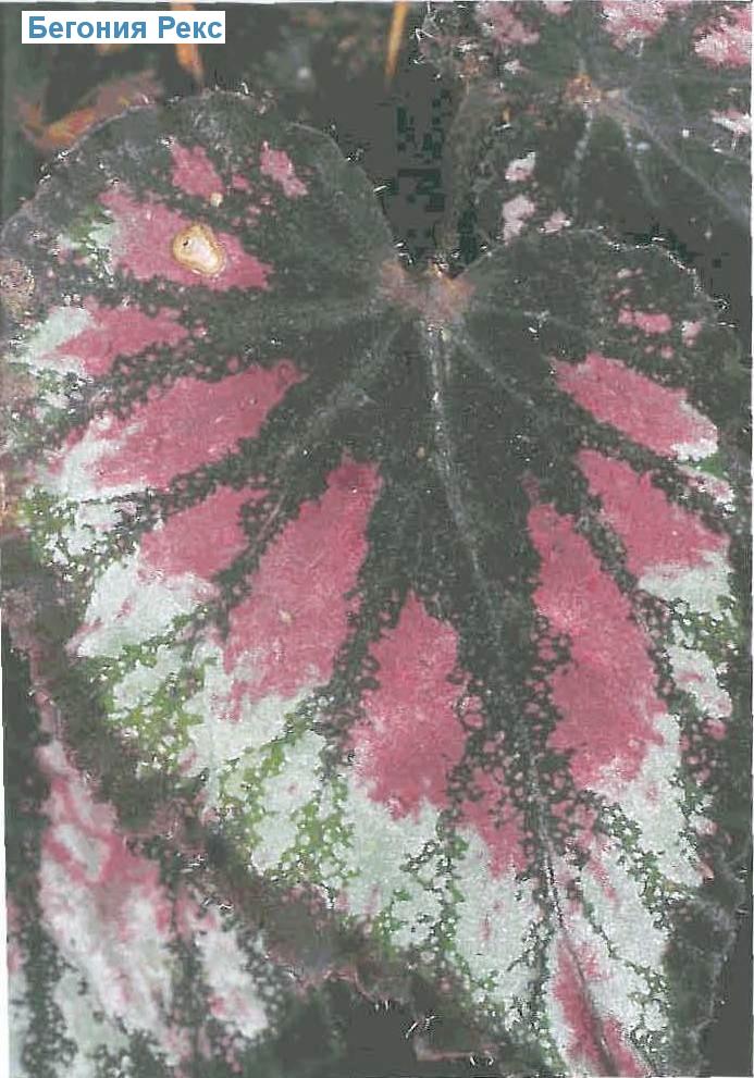   - Begonia Rex-Cultorum