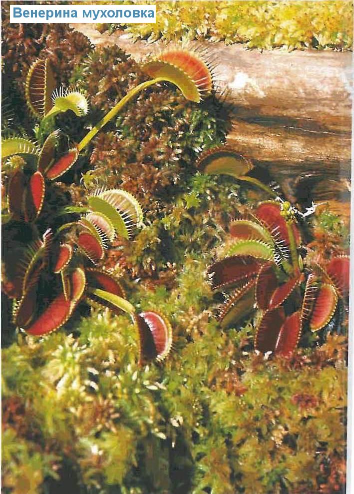   - Dionaea muscipula