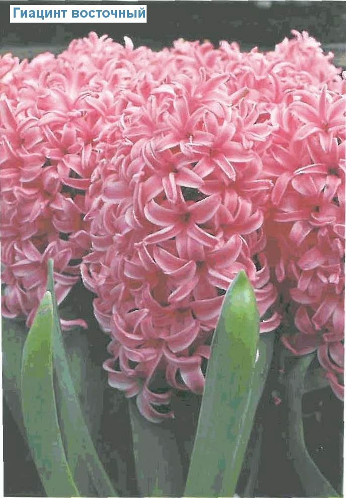   - Hyacinthus orientalis