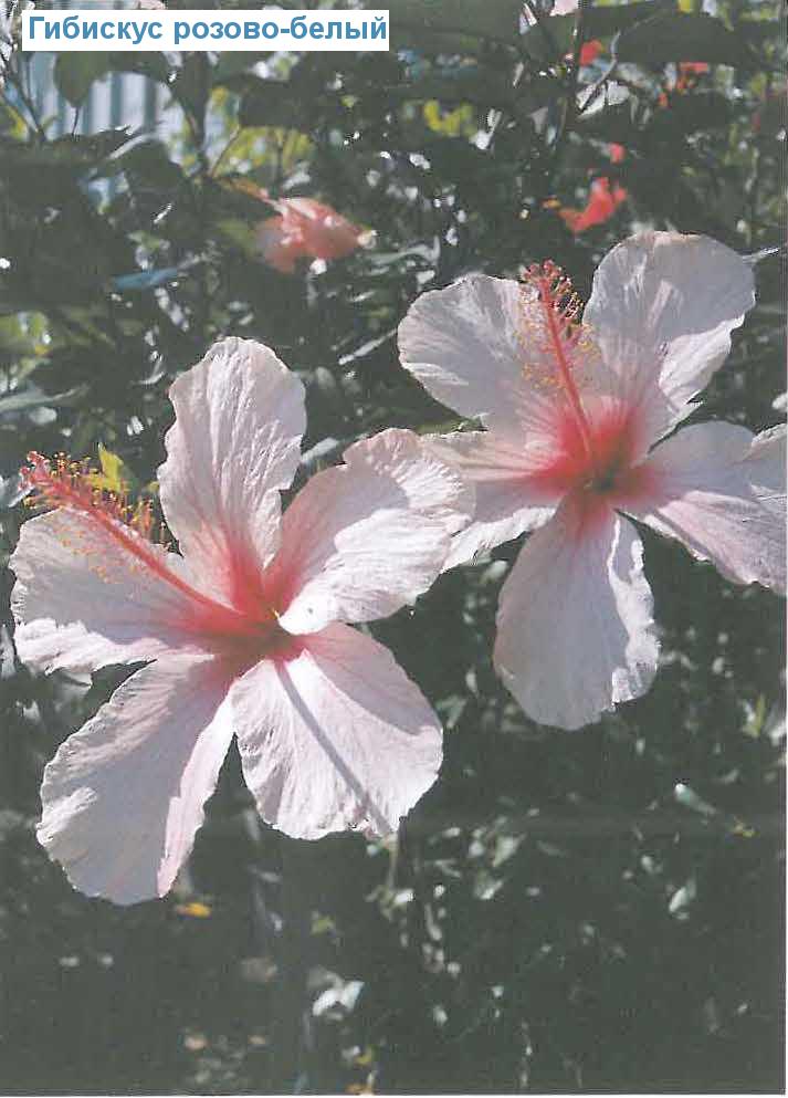  - - Hibiscus rosa-sinensis