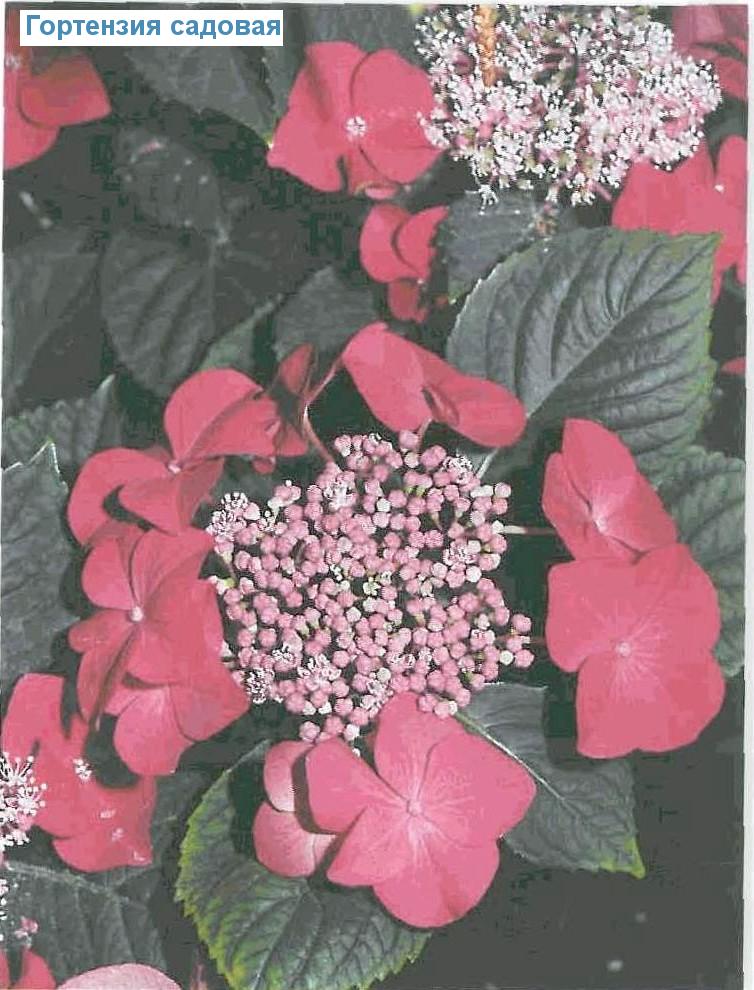   - Hydrangea macrophylla