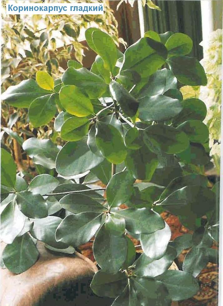   - Corynocarpus laevigatus