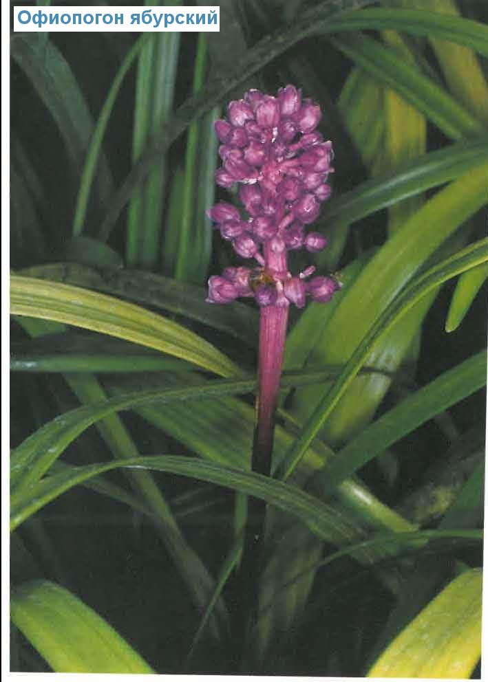   - Ophiopogon japonicus