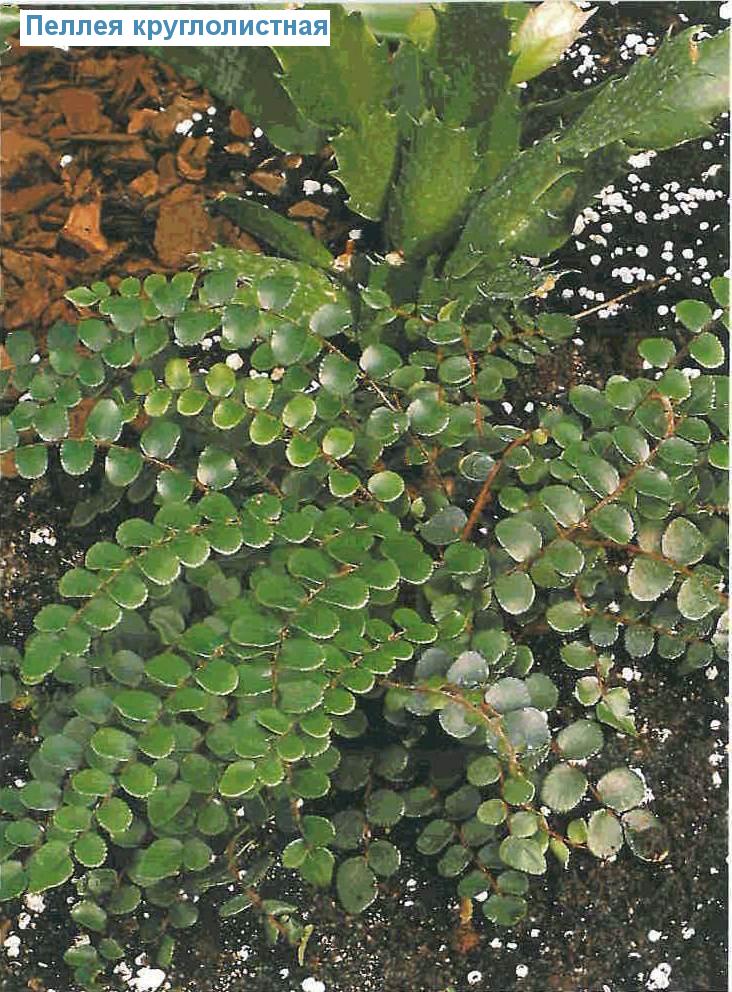  - Pellaea rotundifolia
