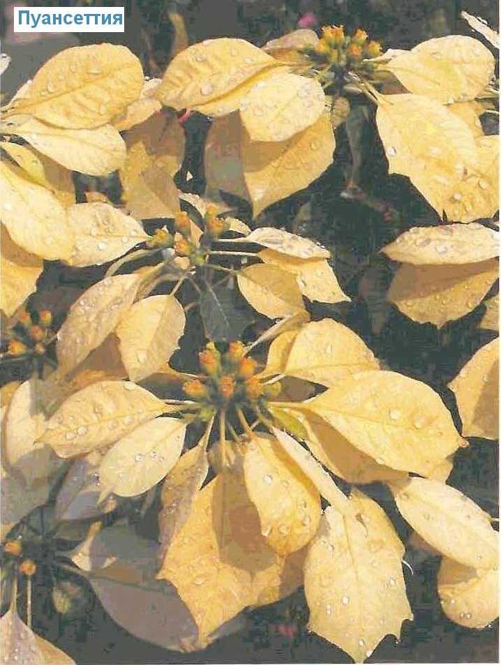  - Euphorbia pulcherrima