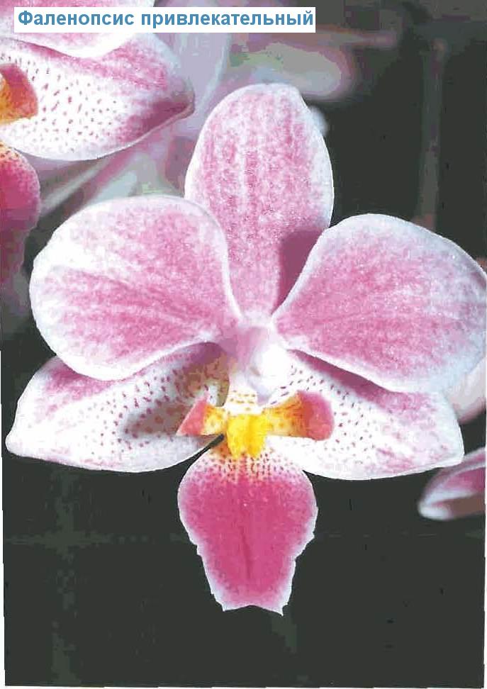   - Phalaenopsis amabilis