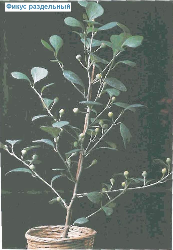   - Ficus deltoidea