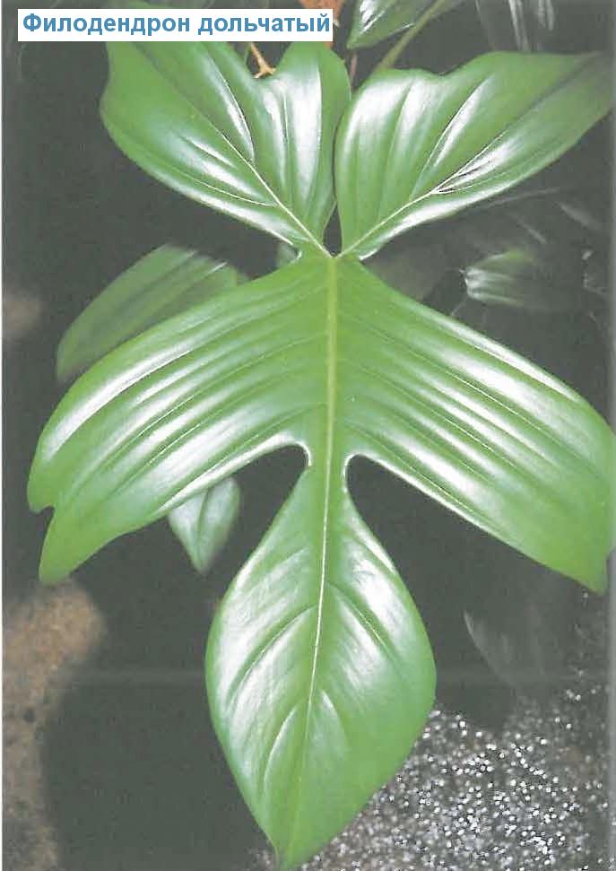   - Philodendron scandens