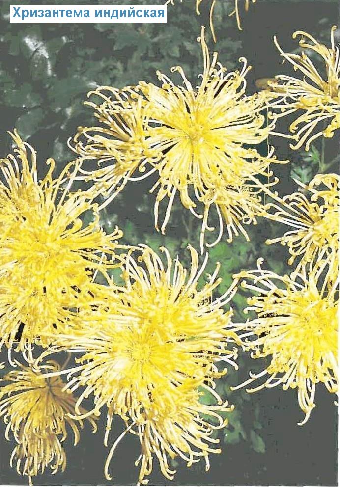   - Chrysanthemum indicum
