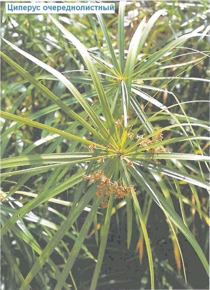   - Cyperus involucratus