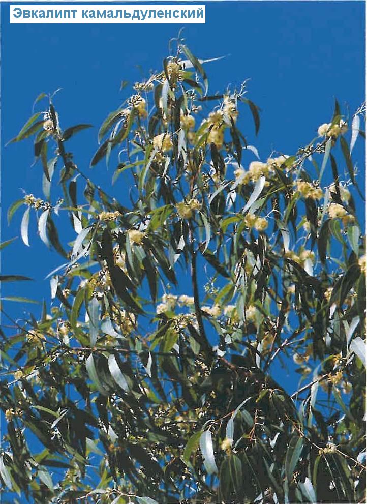   - Eucalyptus camaldulensis