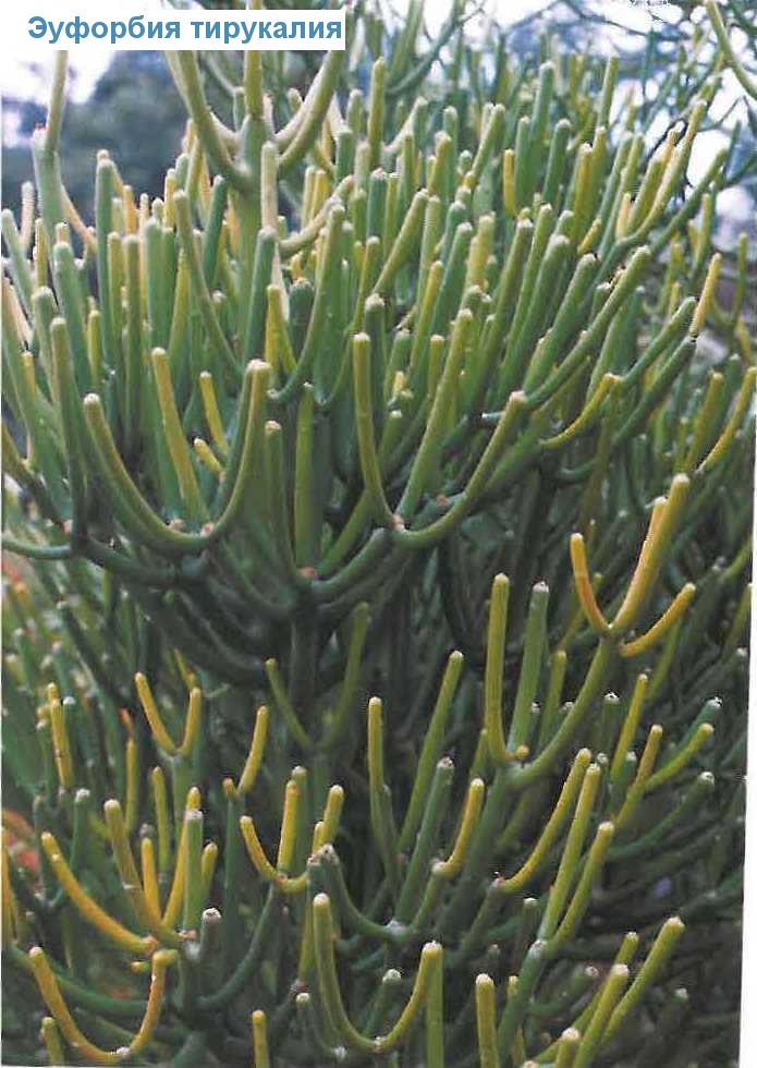   - Euphorbia tirucalli