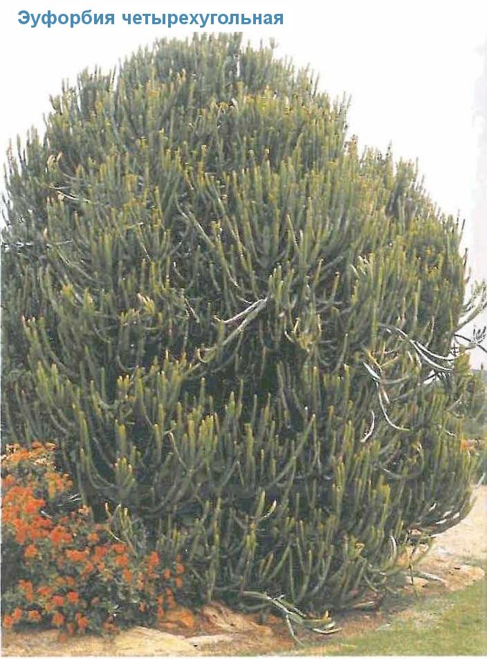   - Euphorbia tetragona
