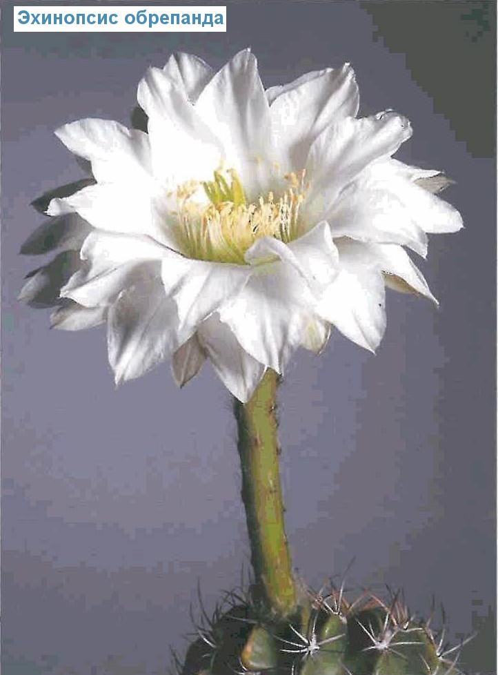   - Echinopsis obrepanda