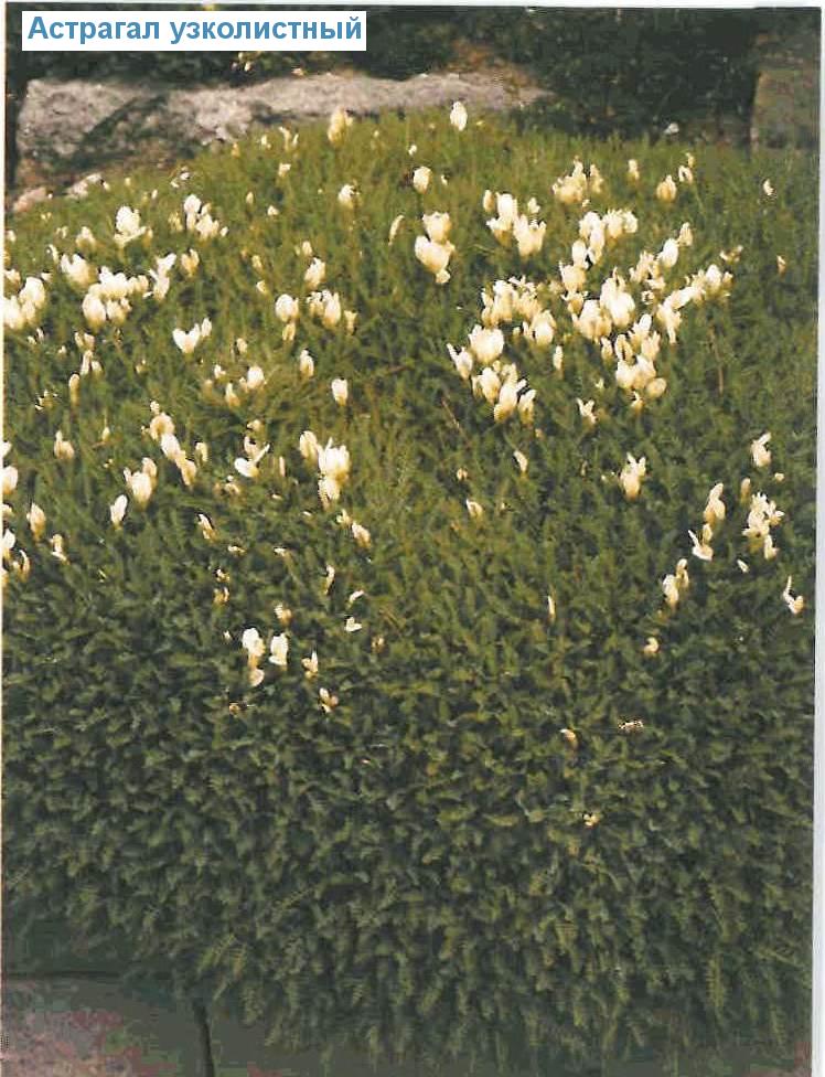   (<i>Astragalus angustifolius</i>)