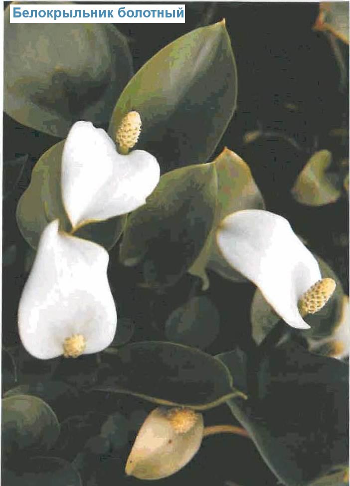   (<i>Calla palustris</i>)