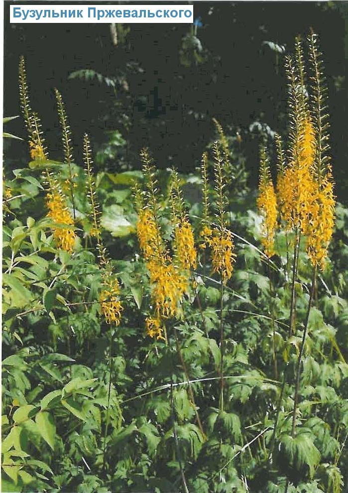   (<i>Ligularia przewalskii</i>)