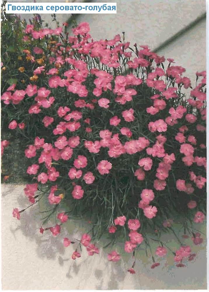  - (<i>Dianthus gratianopolitanus</i>)