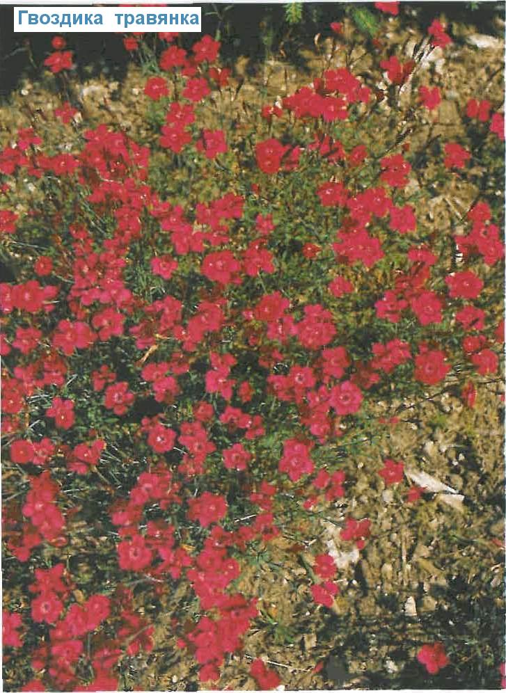 Гвоздика травянка многолетняя фото посадка и уход в открытом грунте