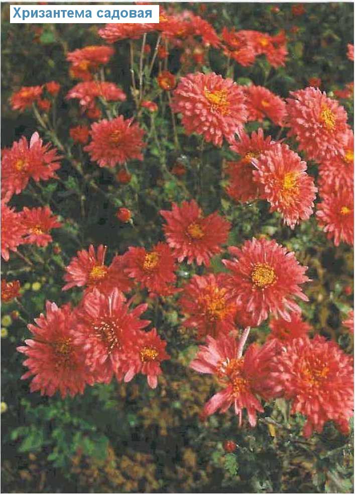   (<i>Chrysanthemum grandiflorum</i>)