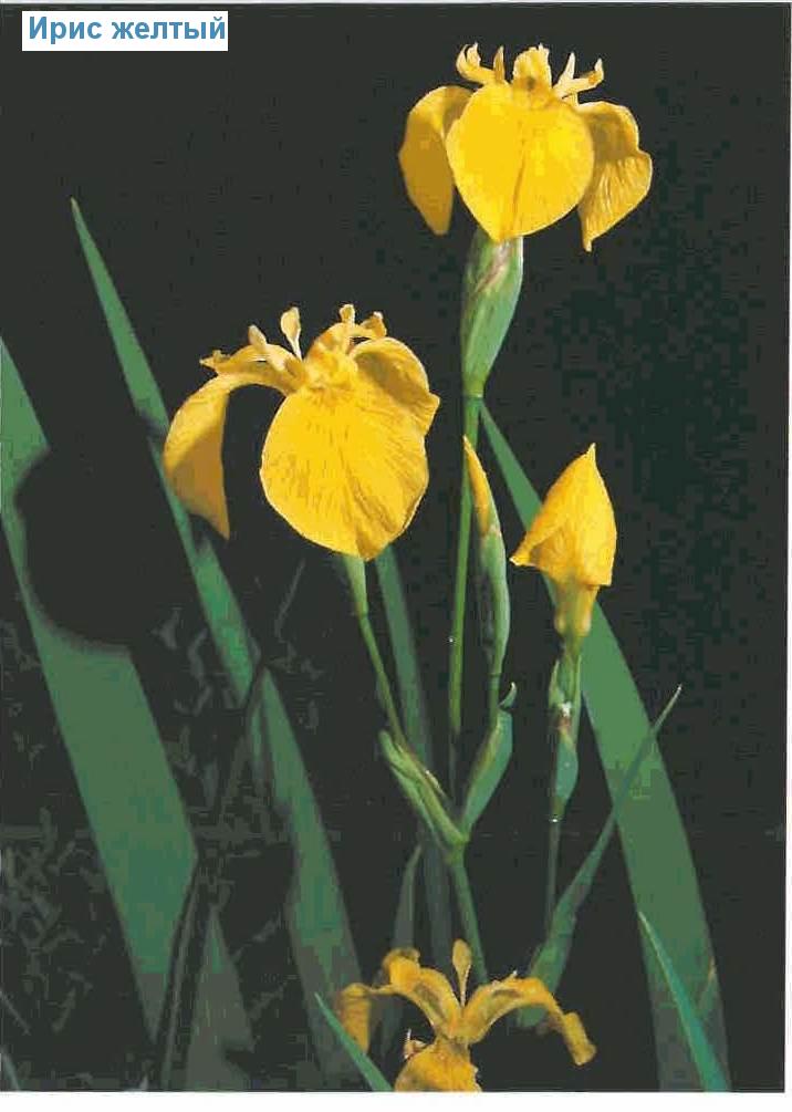   (<i>Iris pseudacorus</i>)