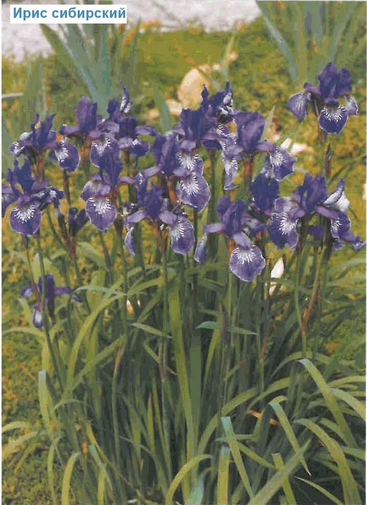   (<i>Iris sibirica</i>)