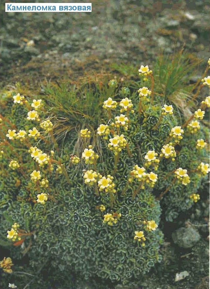   (<i>Saxifraga paniculata</i>)