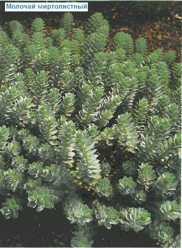   (<i>Euphorbia myrsinites</i>)