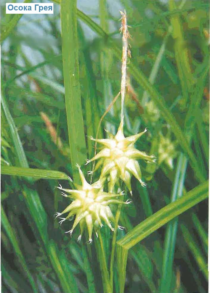   (<i>Carex grayi</i>)