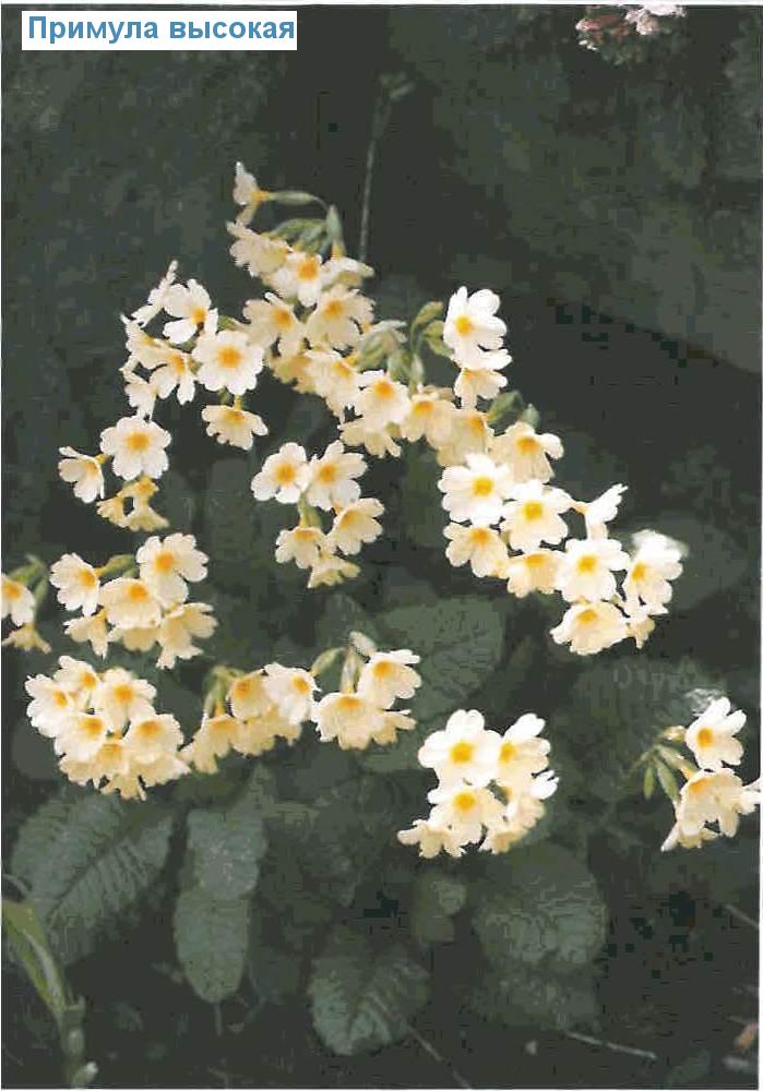   (<i>Primula elatior</i>)