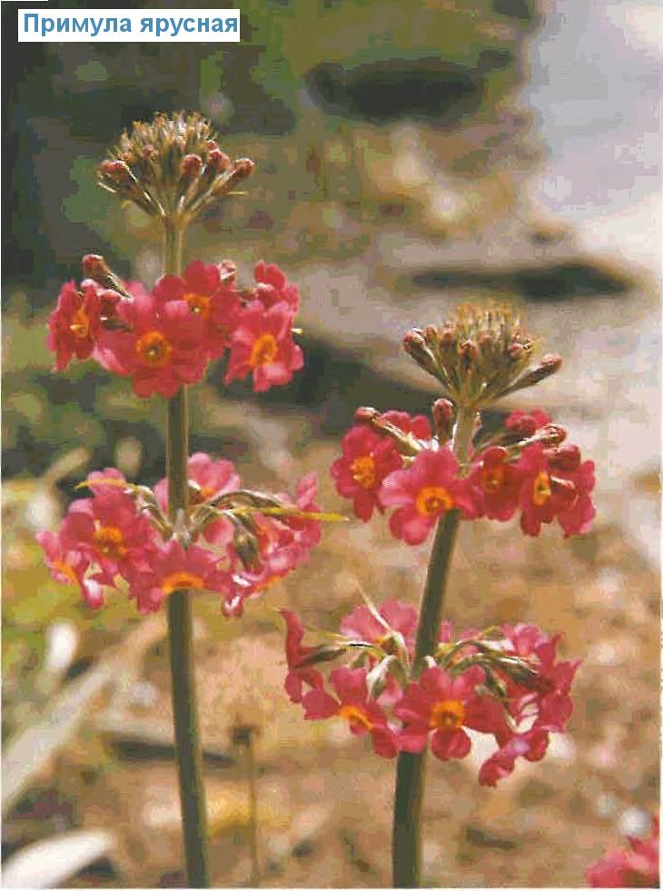    (<i>Primula bullesiana</i>)