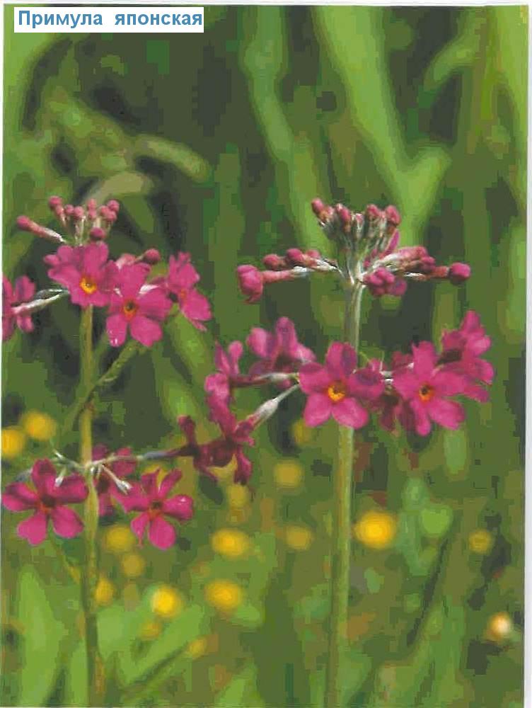    (<i>Primula japonica</i>)