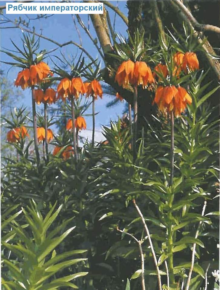   (<i>Fritillaria imperialis</i>)