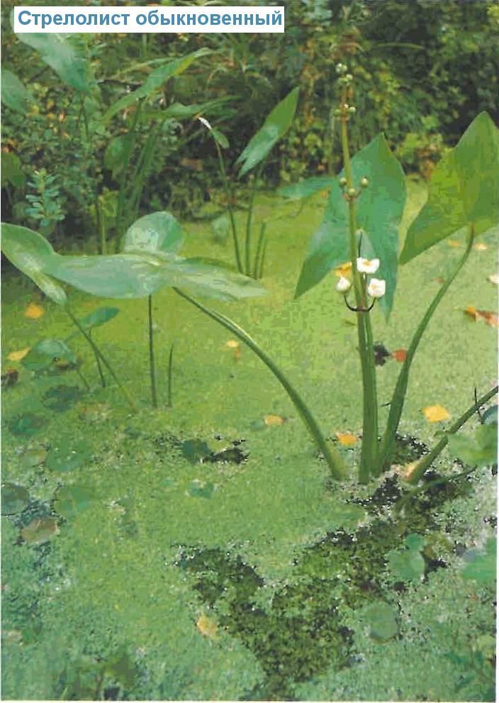   (<i>Sagittaria sagittifolia</i>)
