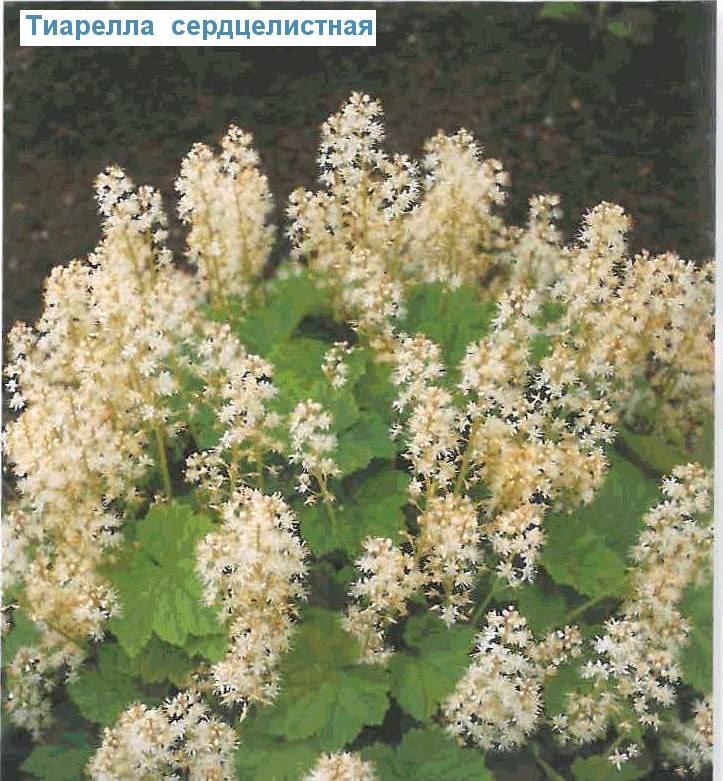    (<i>Tiarella cordifolia</i>)
