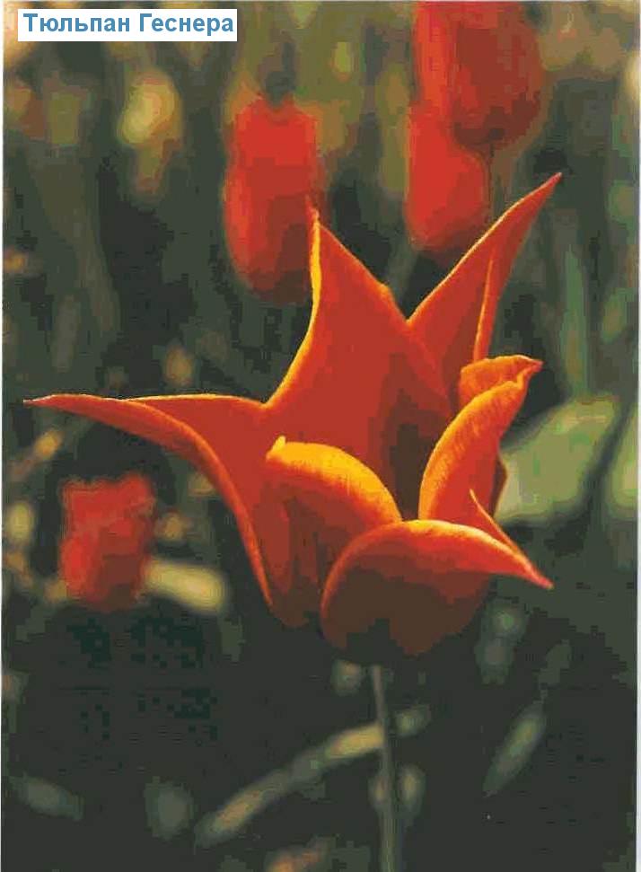   (<i>Tulipa gesneriana</i>)