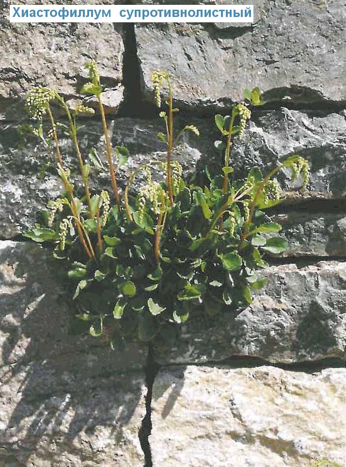    (<i>Chiastophyllum oppositifolium</i>)