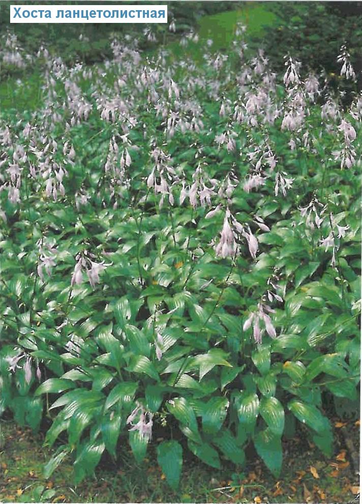   (<i>Hosta lancifolia</i>)