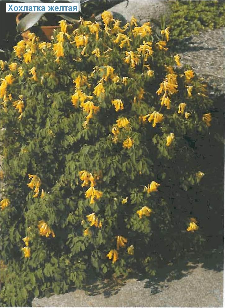   (<i>Pseudofumaria lutea</i>)