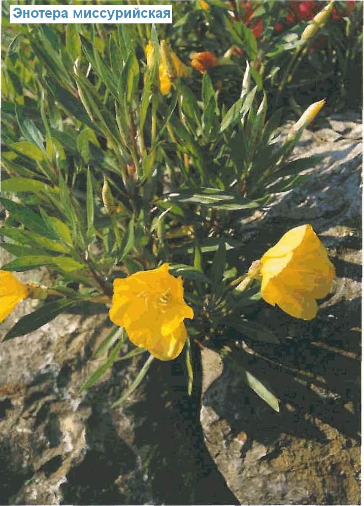   (<i>Oenothera macrocarpa</i>)