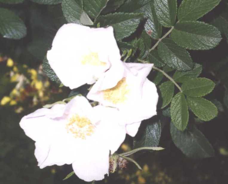 Роза-ругоза (фото 621) 