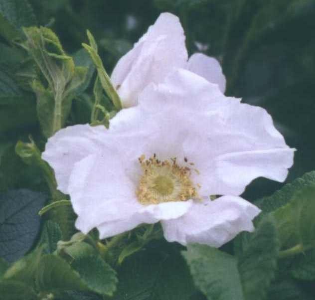 Роза-ругоза (фото 763) 