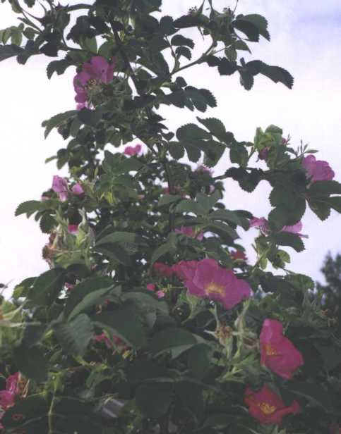 Роза-ругоза (фото 765) 