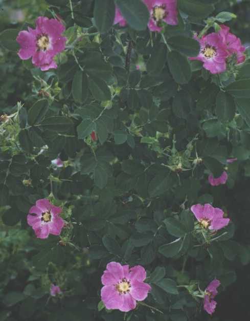 Роза-ругоза (фото 795) 