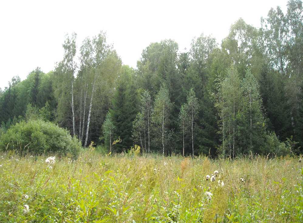 Лес в августе